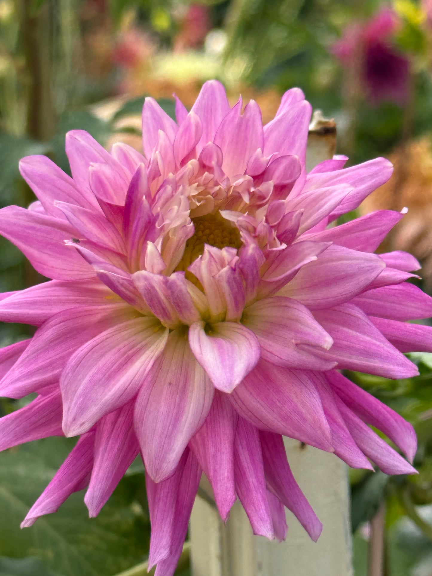 Bloomquist English Dahlia