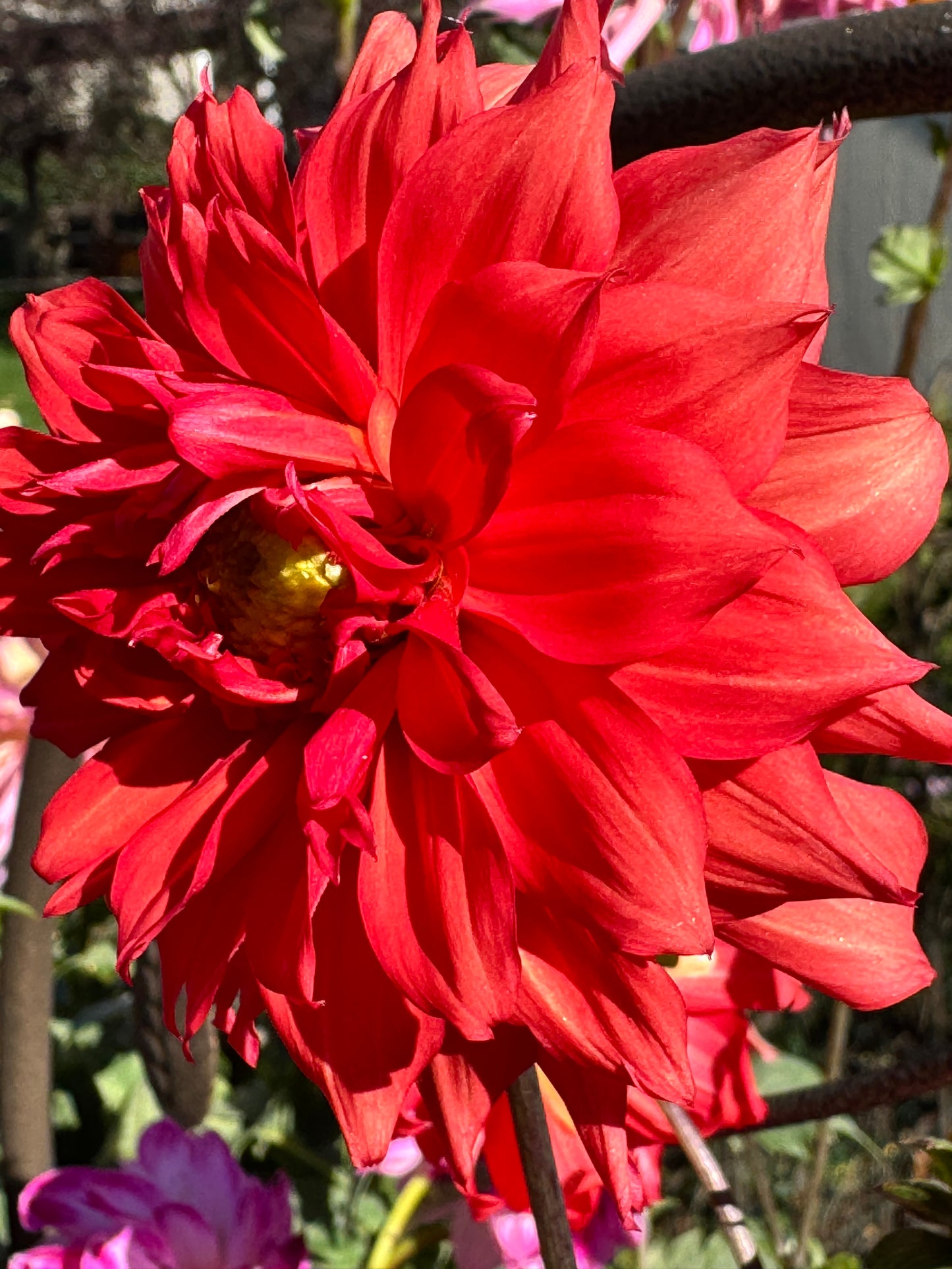 Liga Dahlia