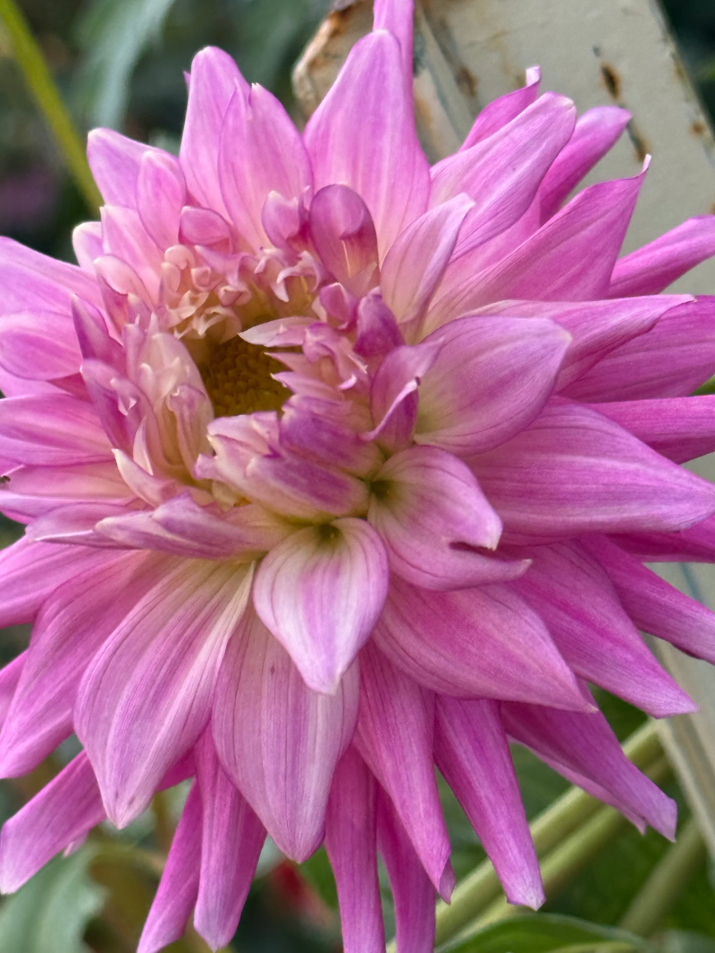 Bloomquist English Dahlia