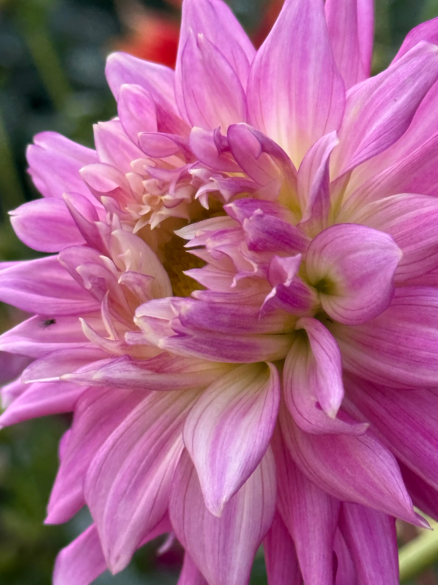 Bloomquist English Dahlia