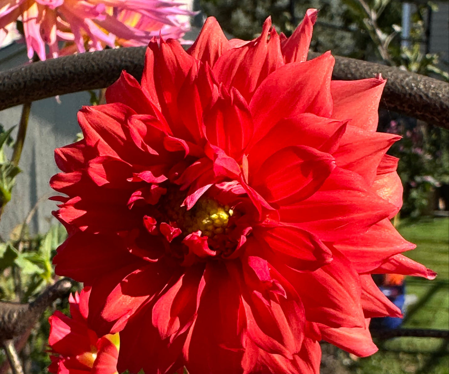 Liga Dahlia