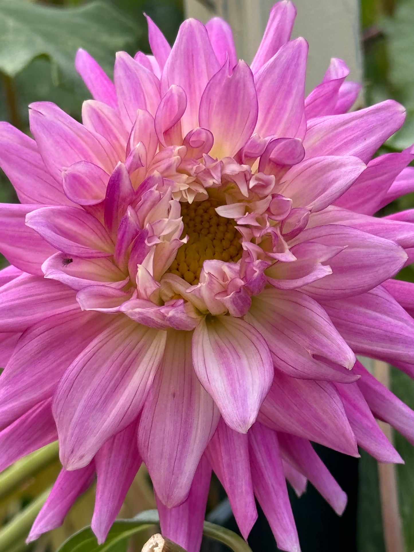 Bloomquist English Dahlia