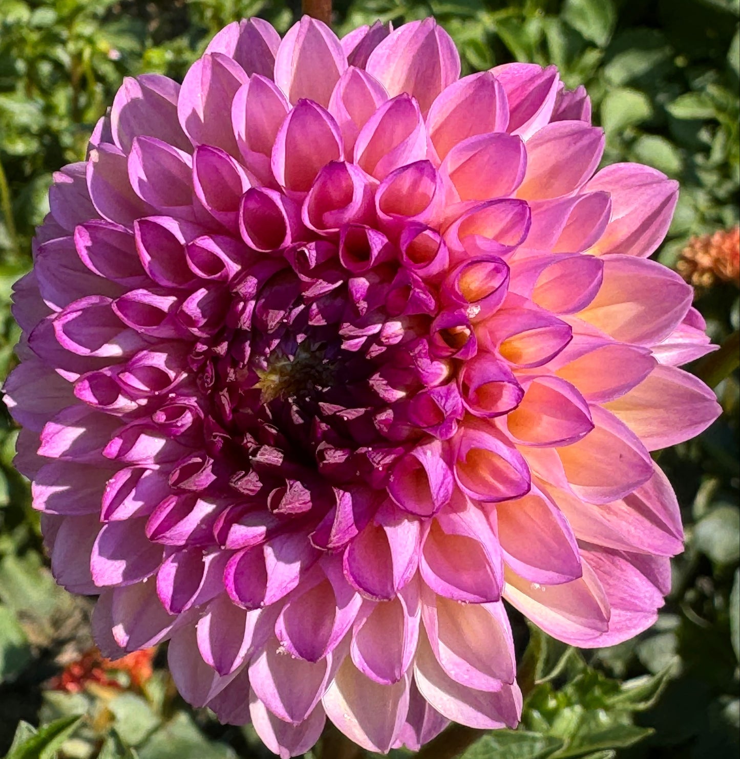 Wine Eye Jill Dahlia