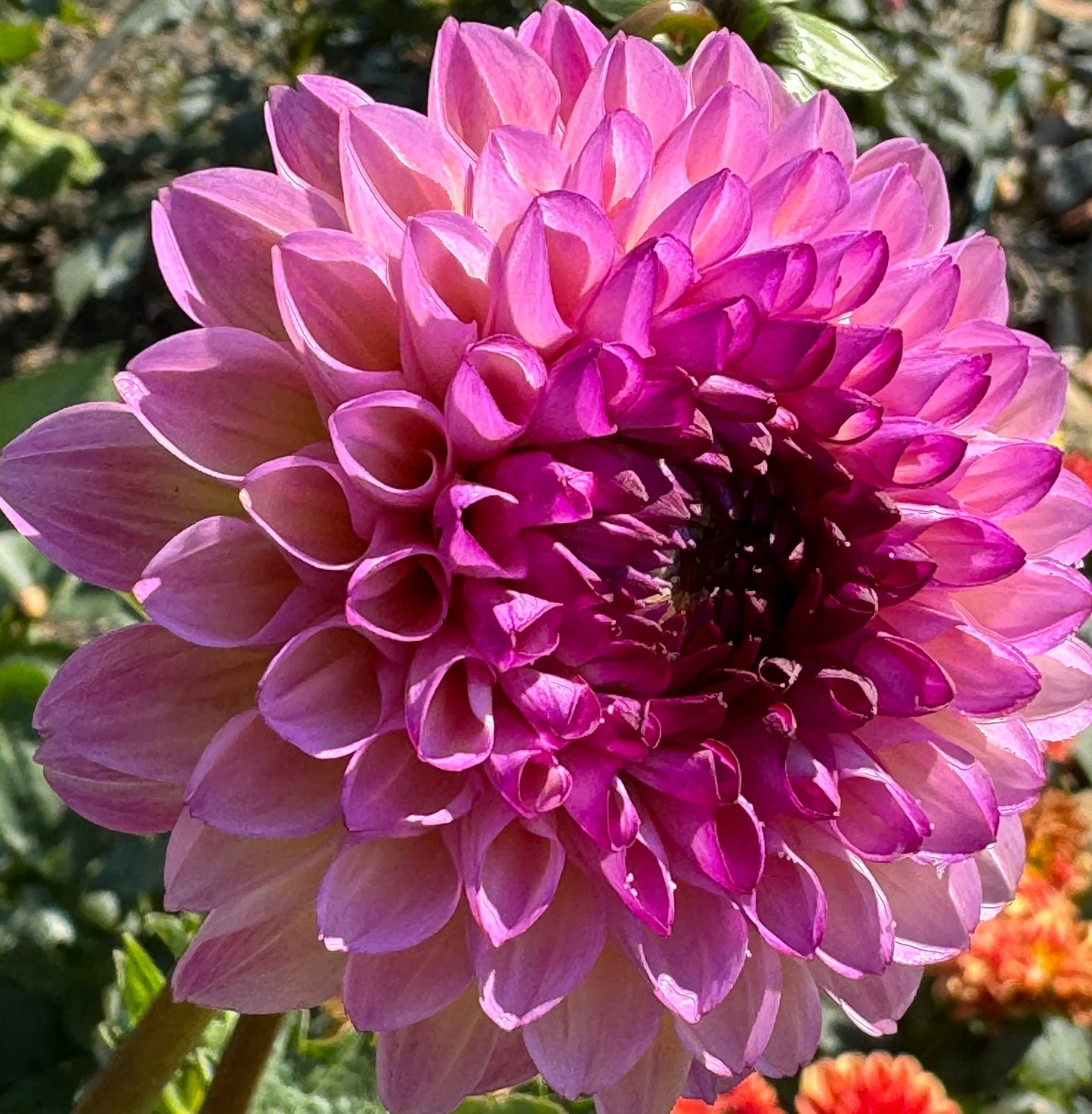 Wine Eye Jill Dahlia