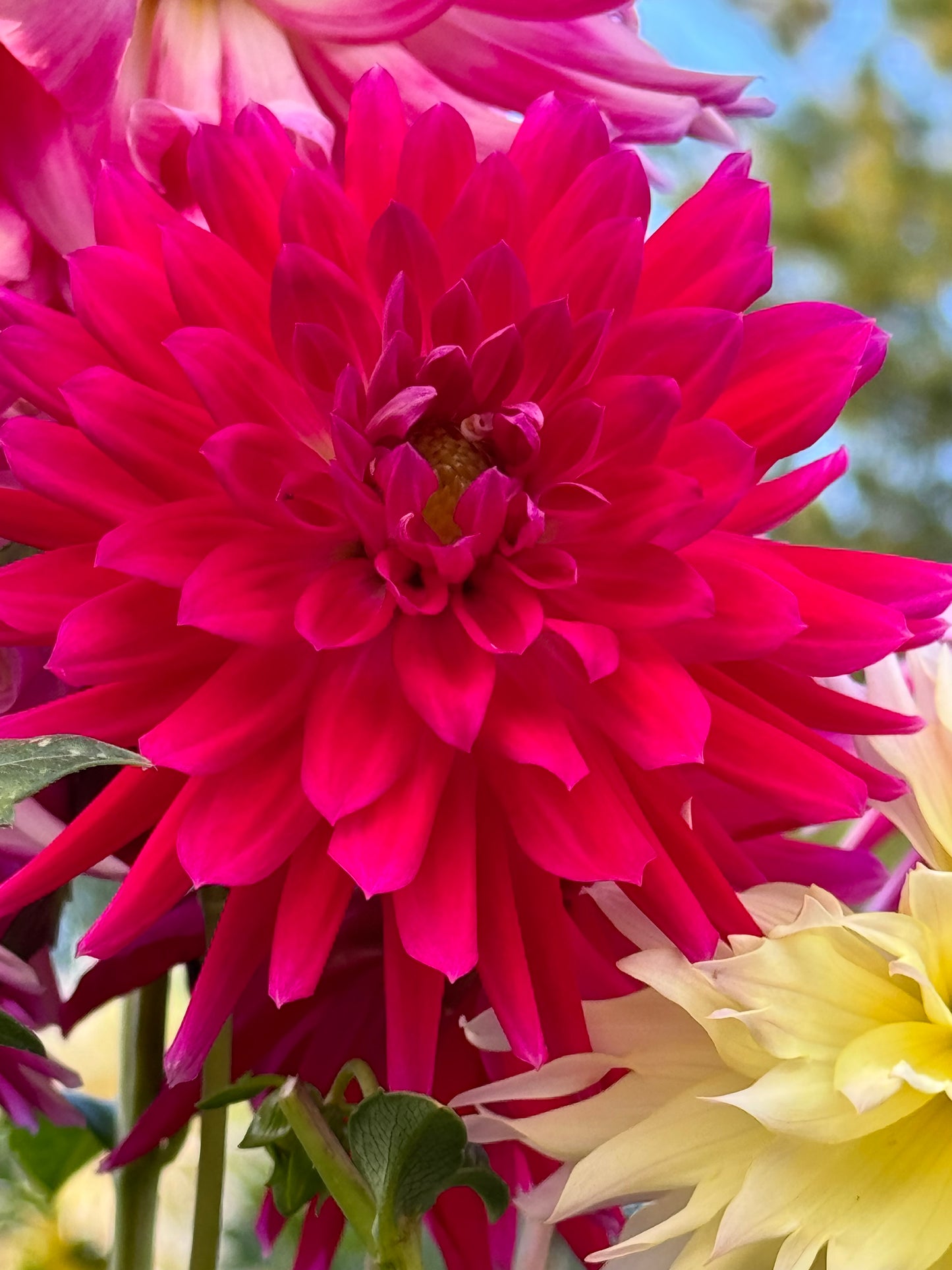Bloomquist Loud Dahlia