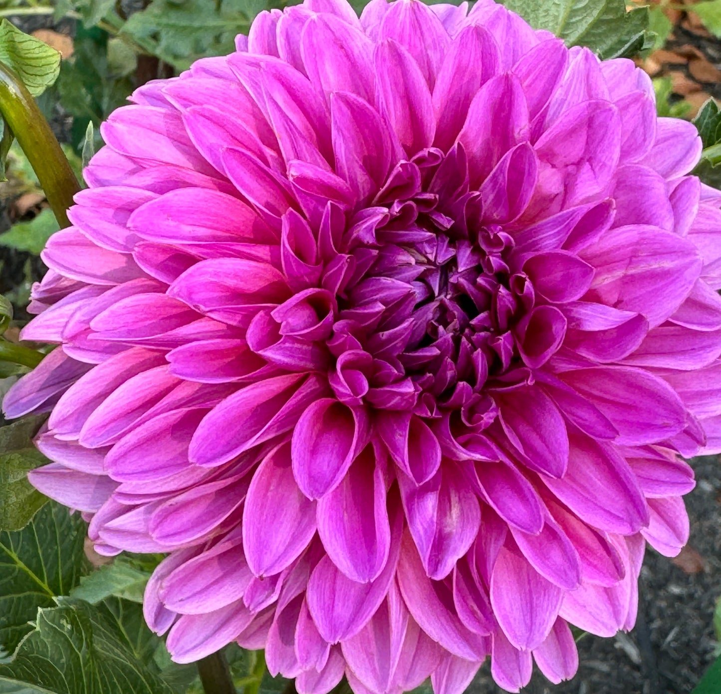 Blyton Dahlia