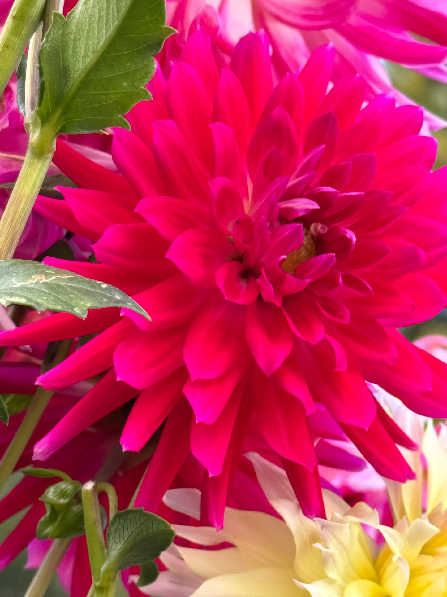 Bloomquist Loud Dahlia