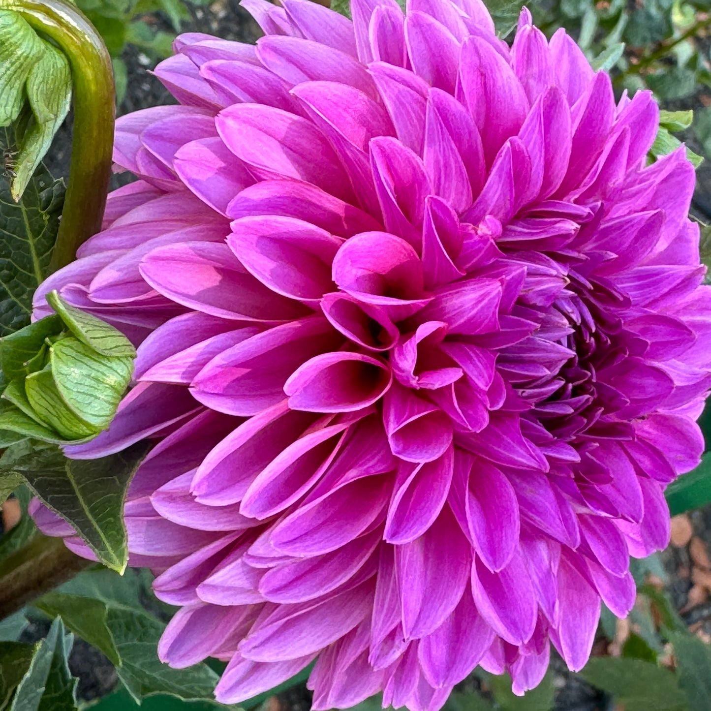 Blyton Dahlia