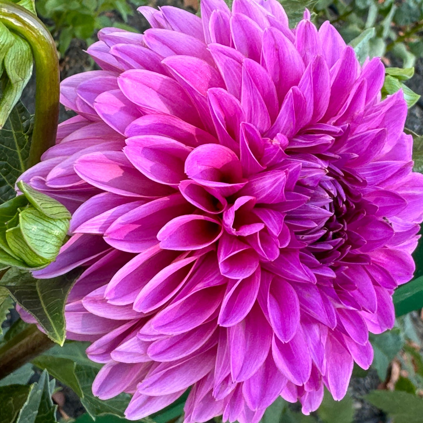 Blyton Dahlia