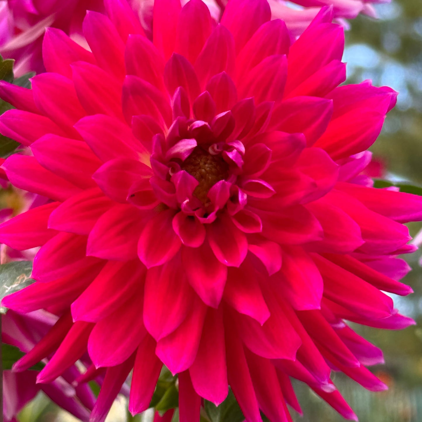 Bloomquist Loud Dahlia