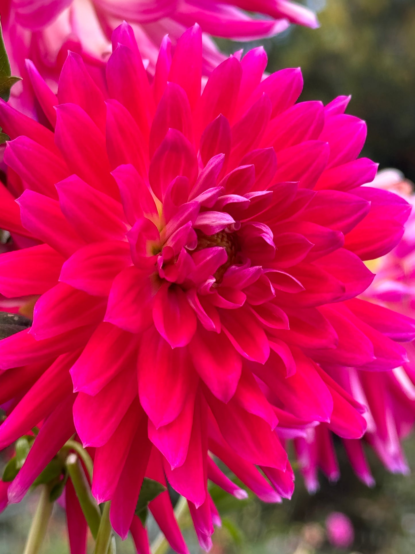 Bloomquist Loud Dahlia