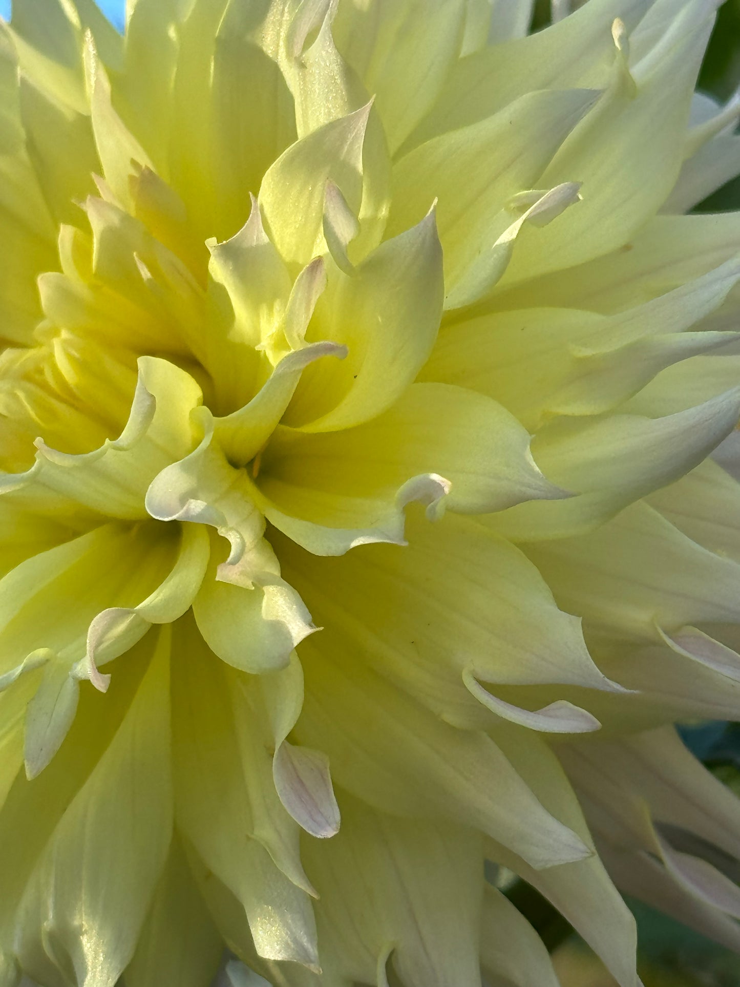 Citron Du Cap Dahlia