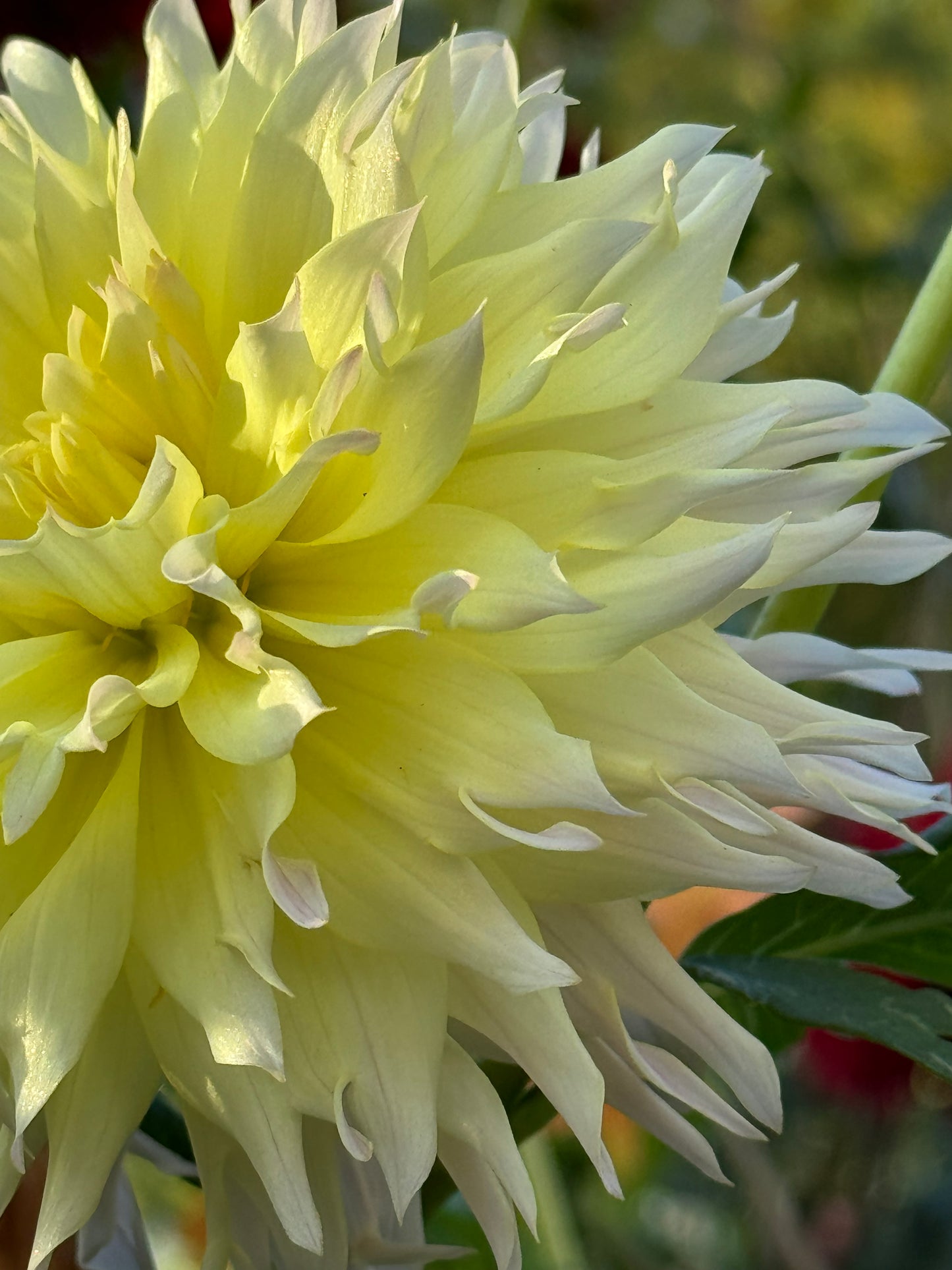 Citron Du Cap Dahlia