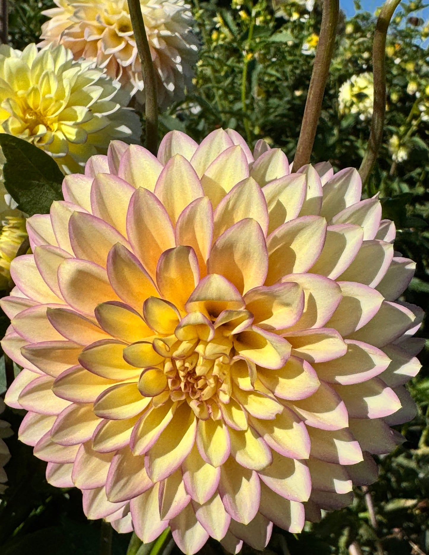 Bloomquist Blush Dahlia