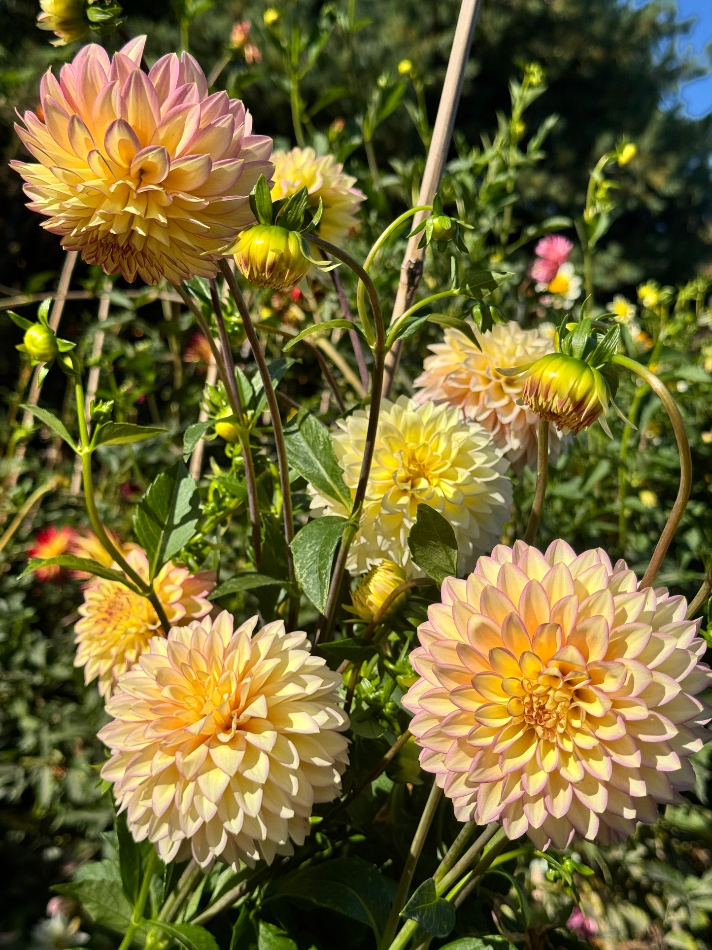 Bloomquist Blush Dahlia