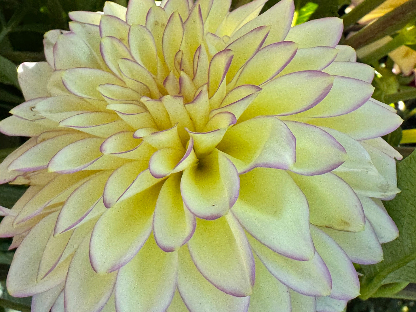 Bloomquist Blush Dahlia