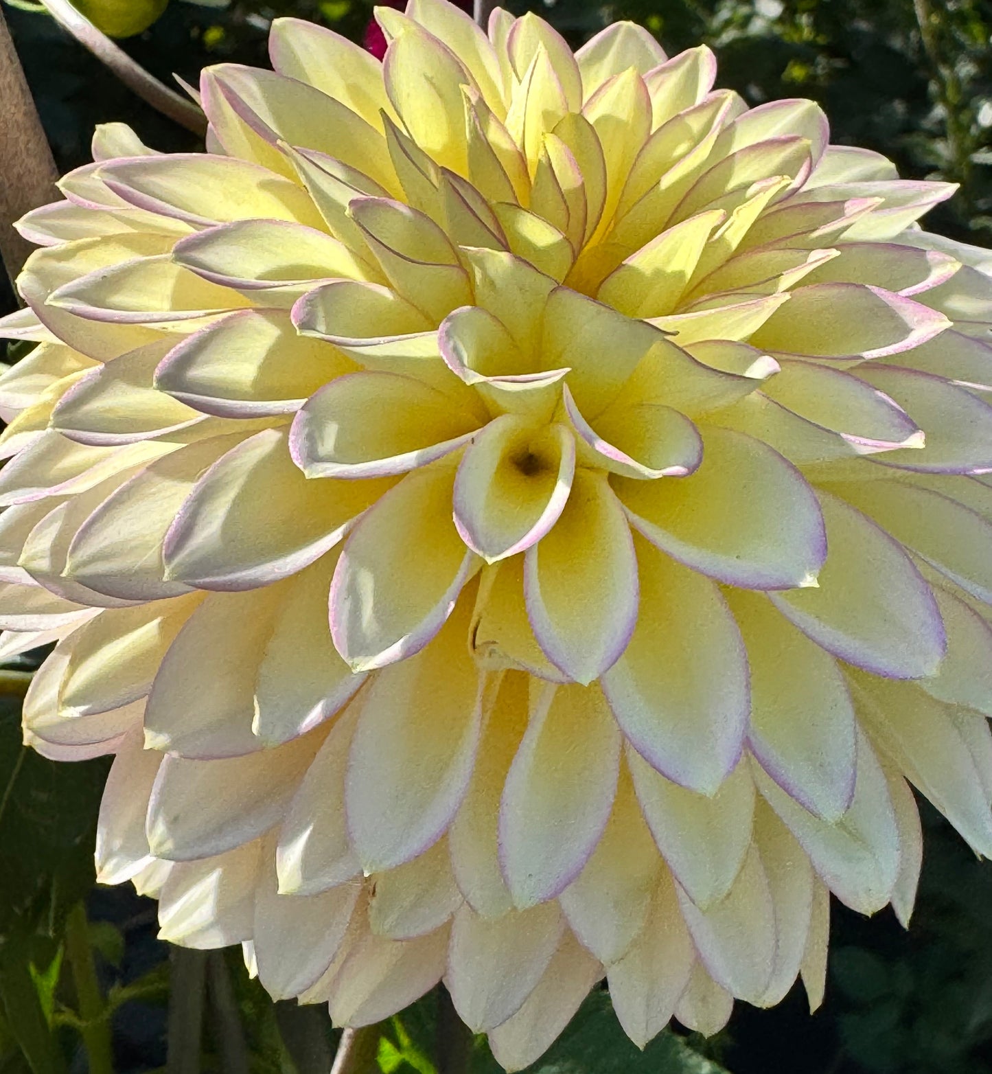 Bloomquist Blush Dahlia