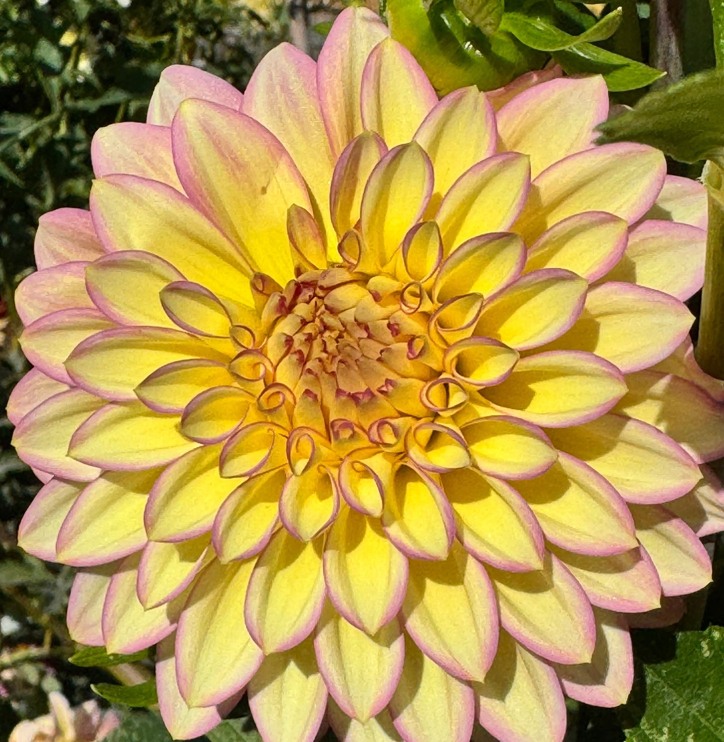 Bloomquist Blush Dahlia