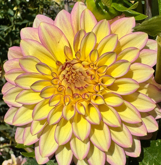 Bloomquist Blush Dahlia