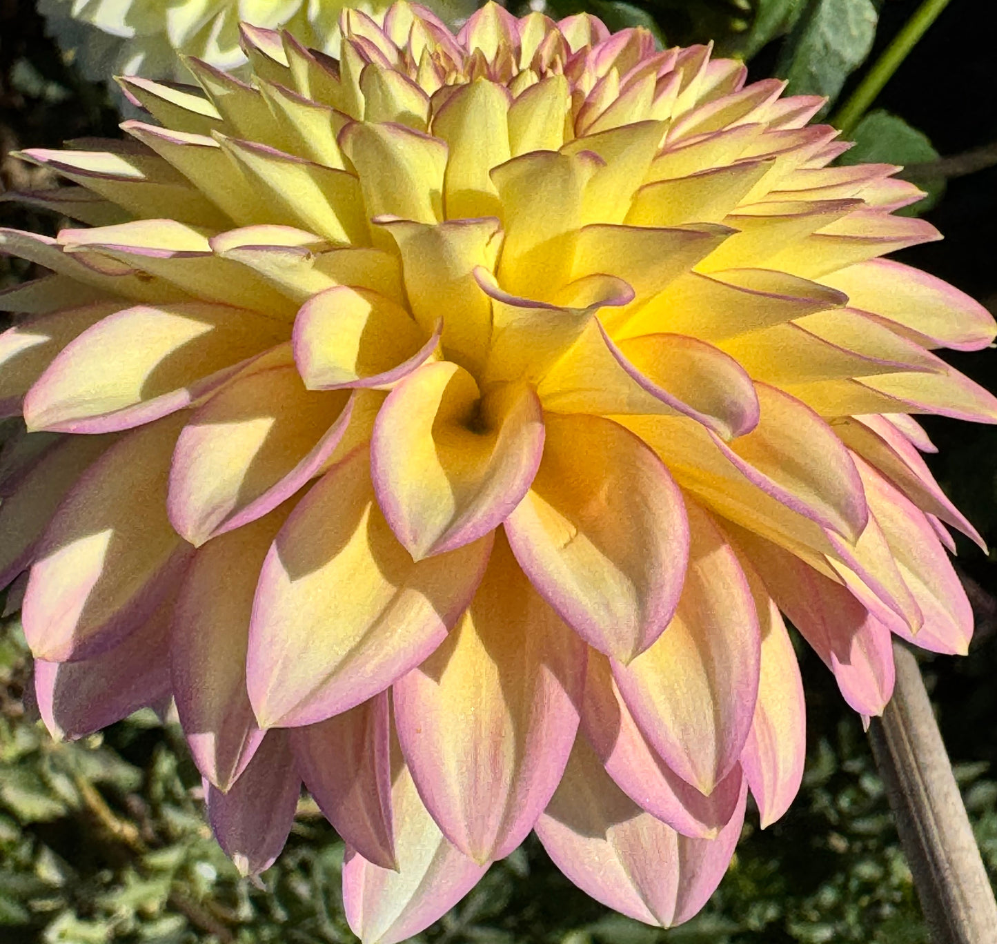 Bloomquist Blush Dahlia