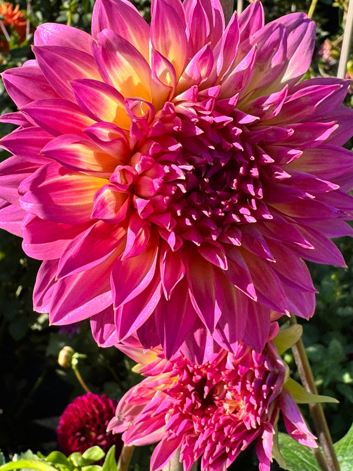 Hollyhill Gloria Dahlia