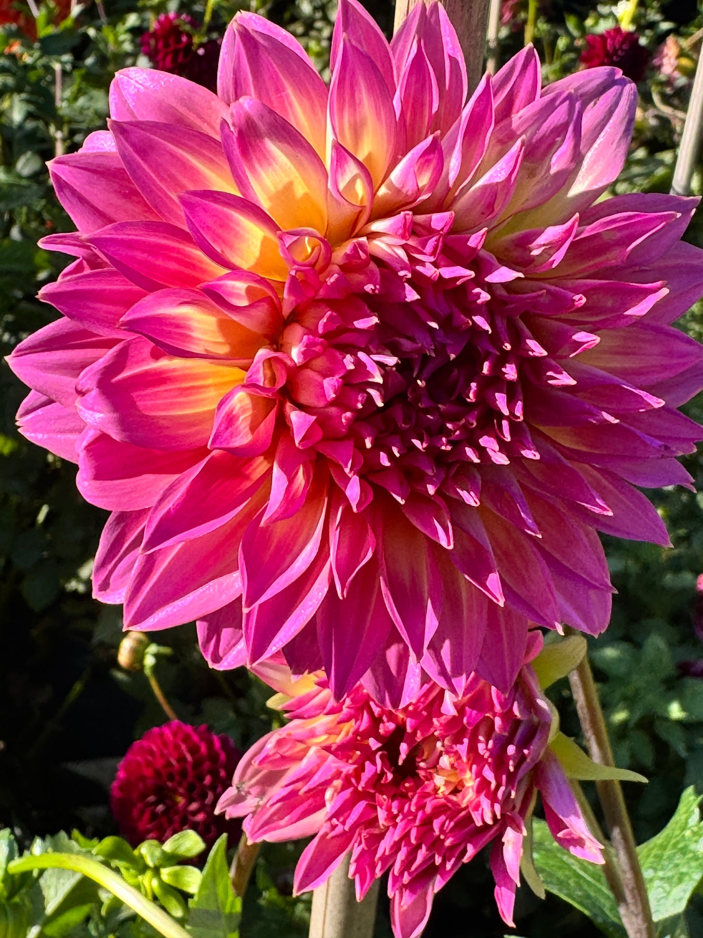 Hollyhill Gloria Dahlia
