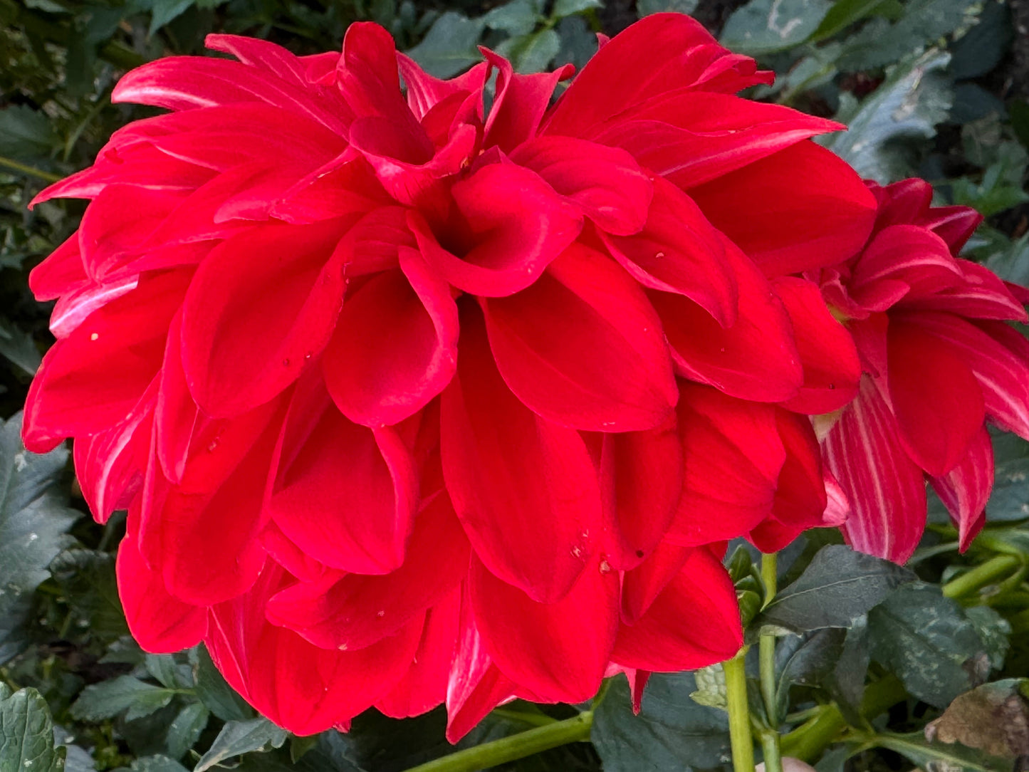 American Beauty Dahlia