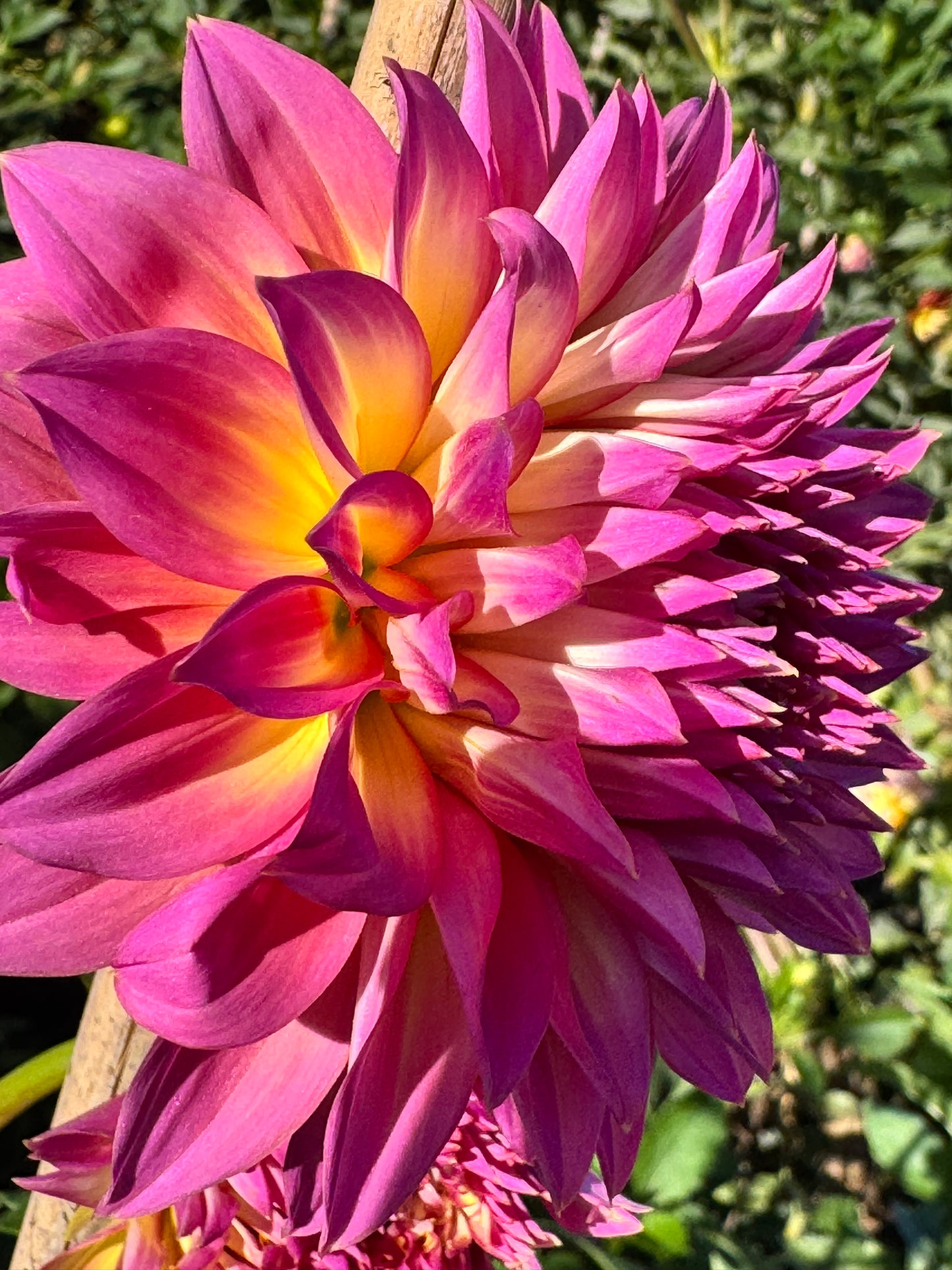 Hollyhill Gloria Dahlia