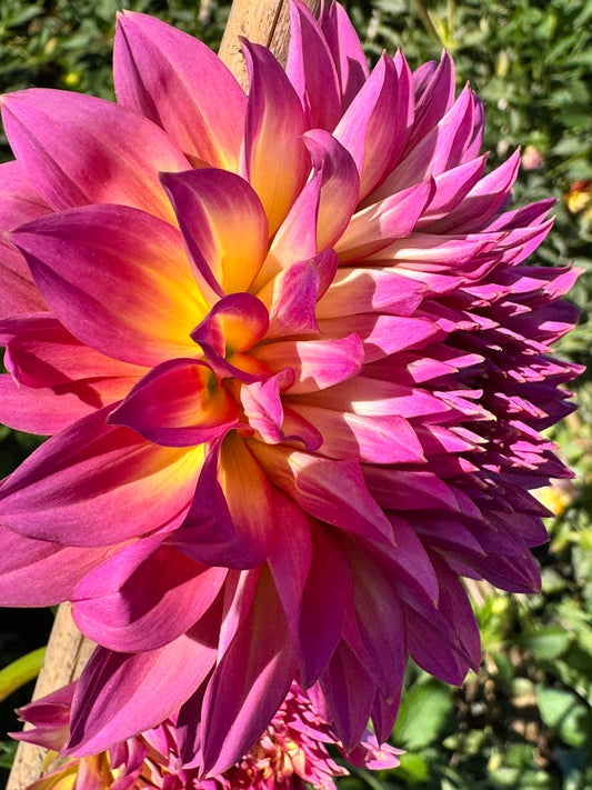 Hollyhill Gloria Dahlia