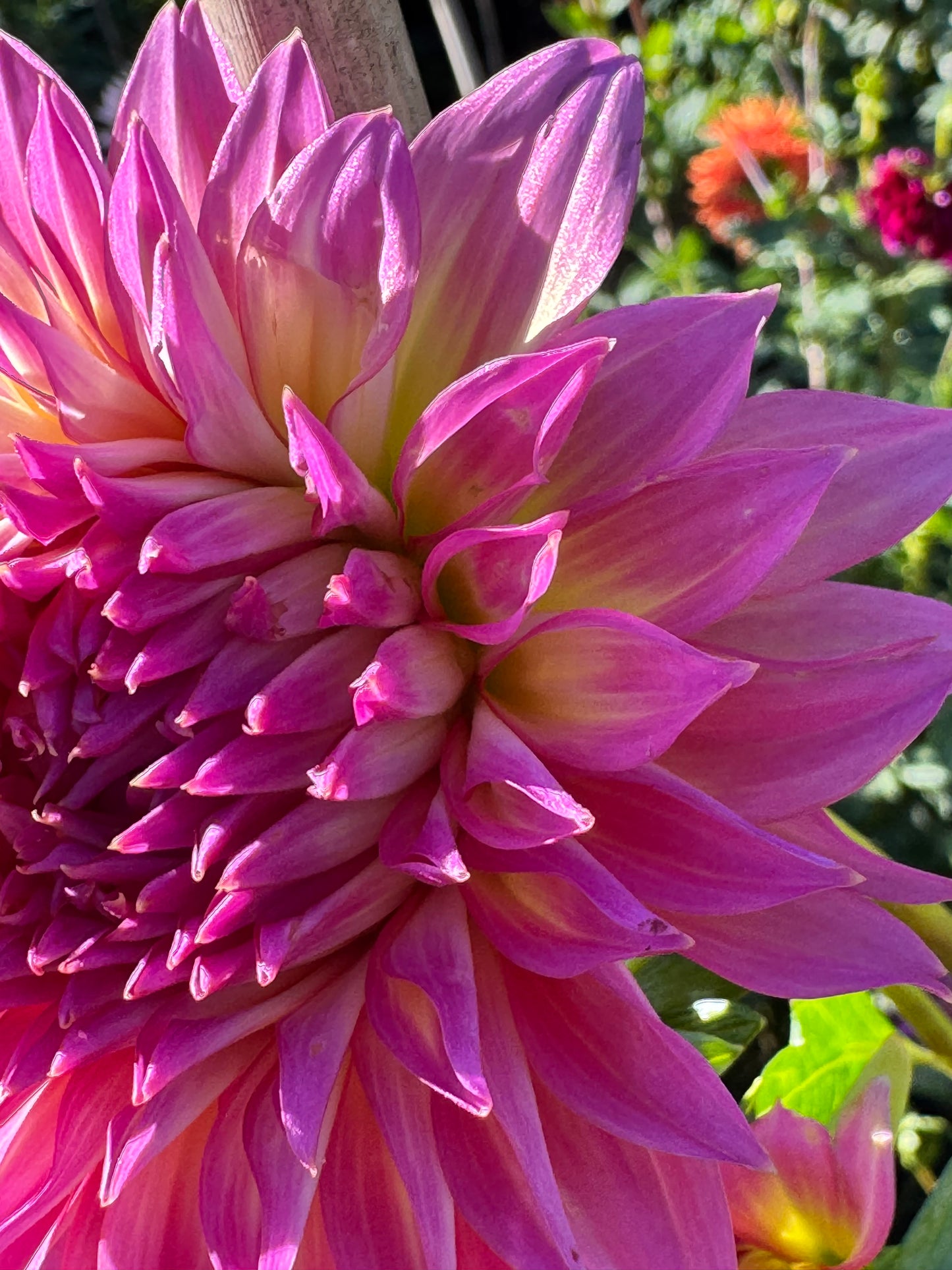 Hollyhill Gloria Dahlia