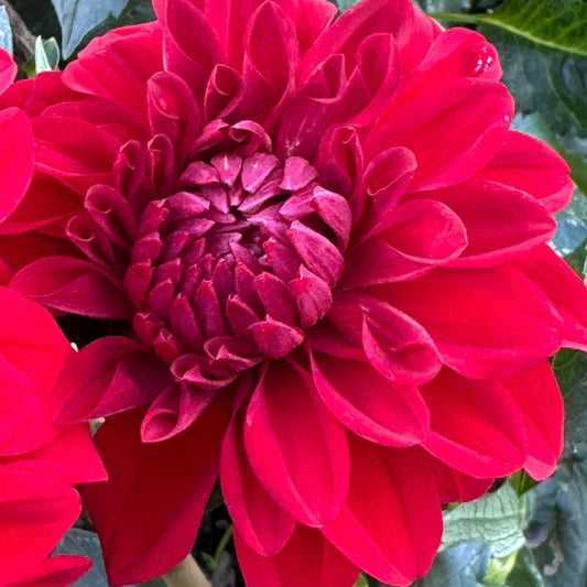 American Beauty Dahlia