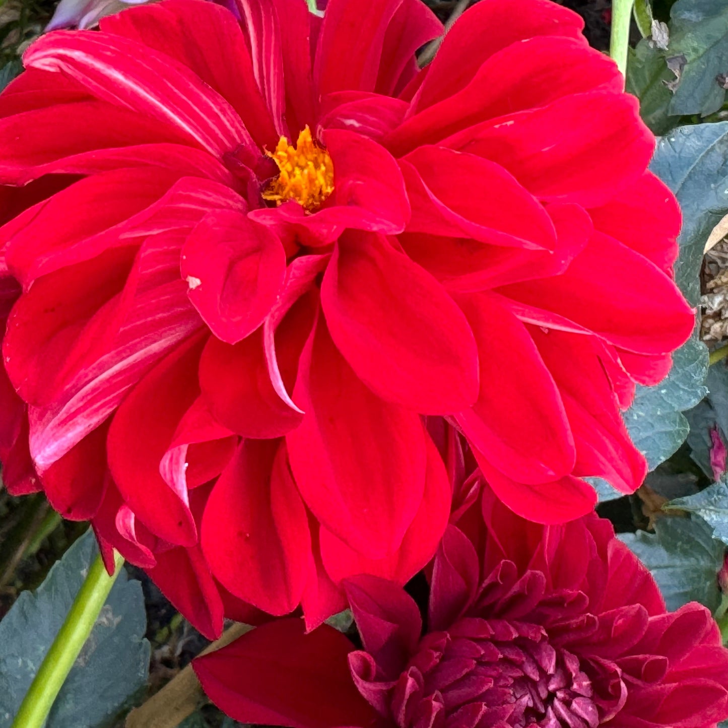 American Beauty Dahlia