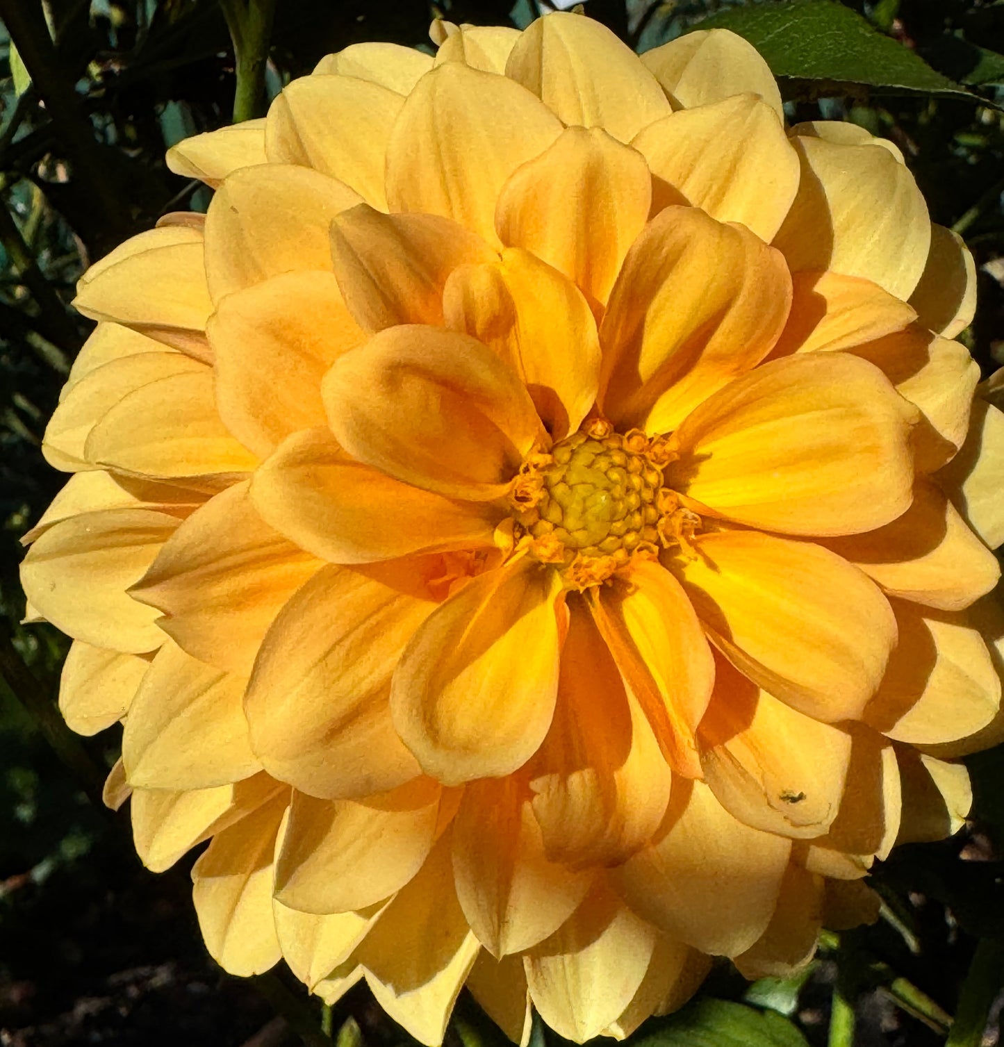 Ij Nala Dahlia