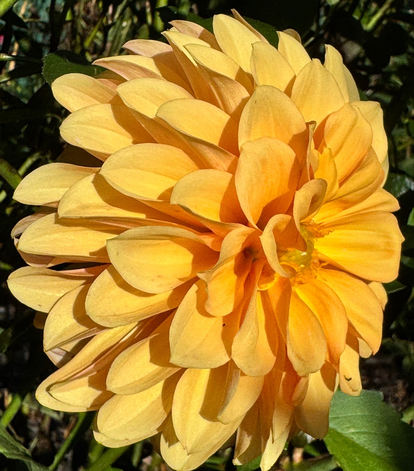 Ij Nala Dahlia
