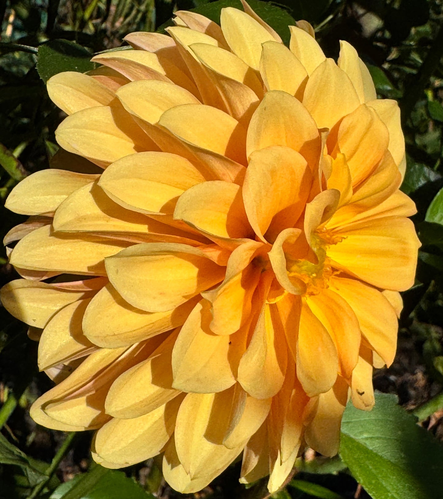 Ij Nala Dahlia