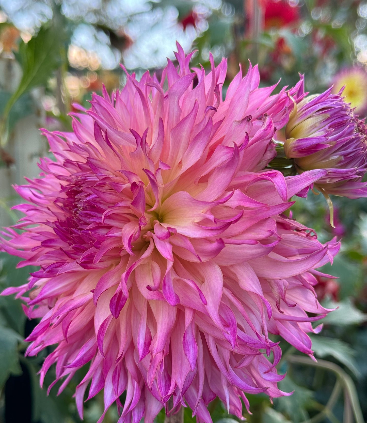 Jaimasi Dahlia