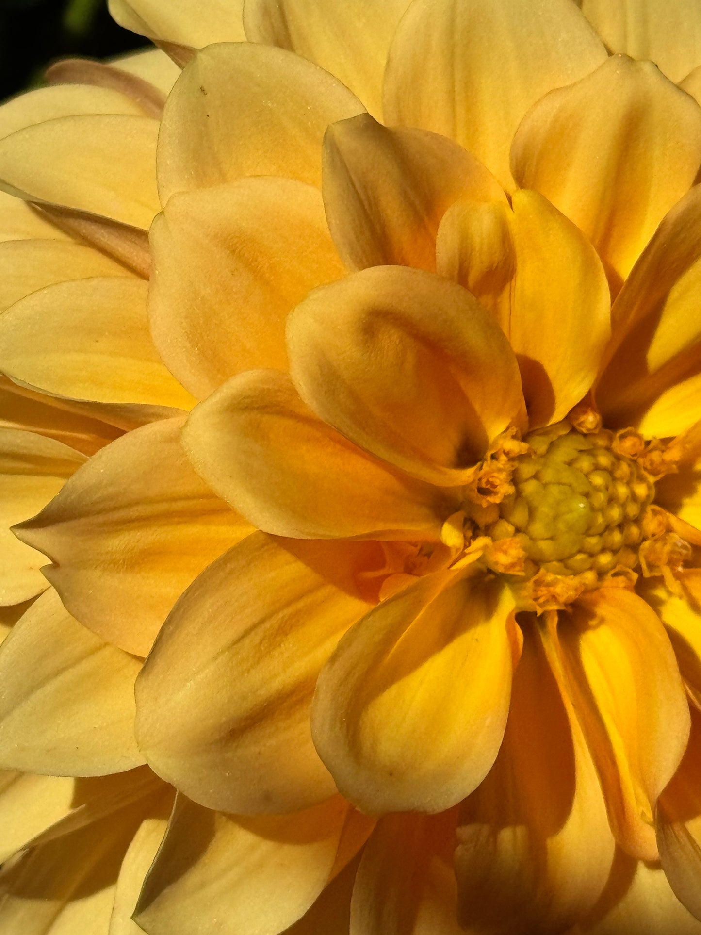 Ij Nala Dahlia