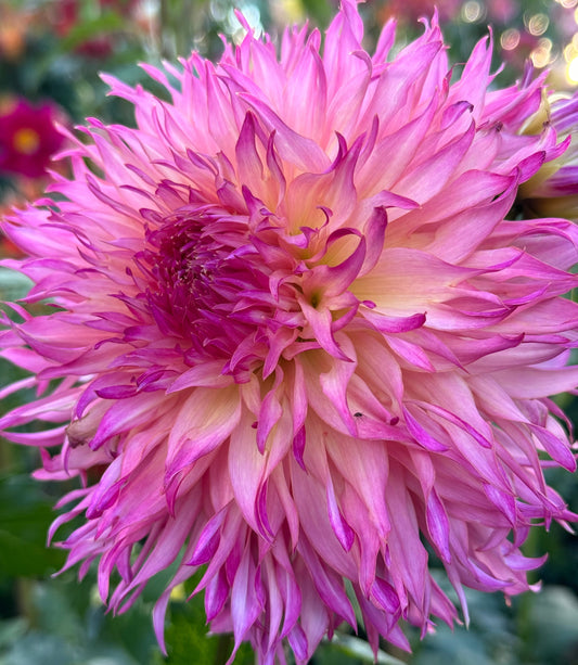 Jaimasi Dahlia