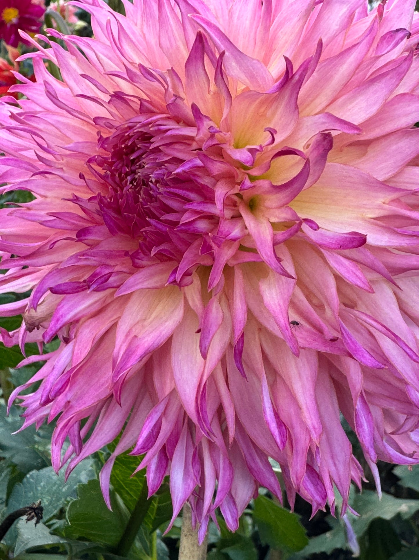 Jaimasi Dahlia