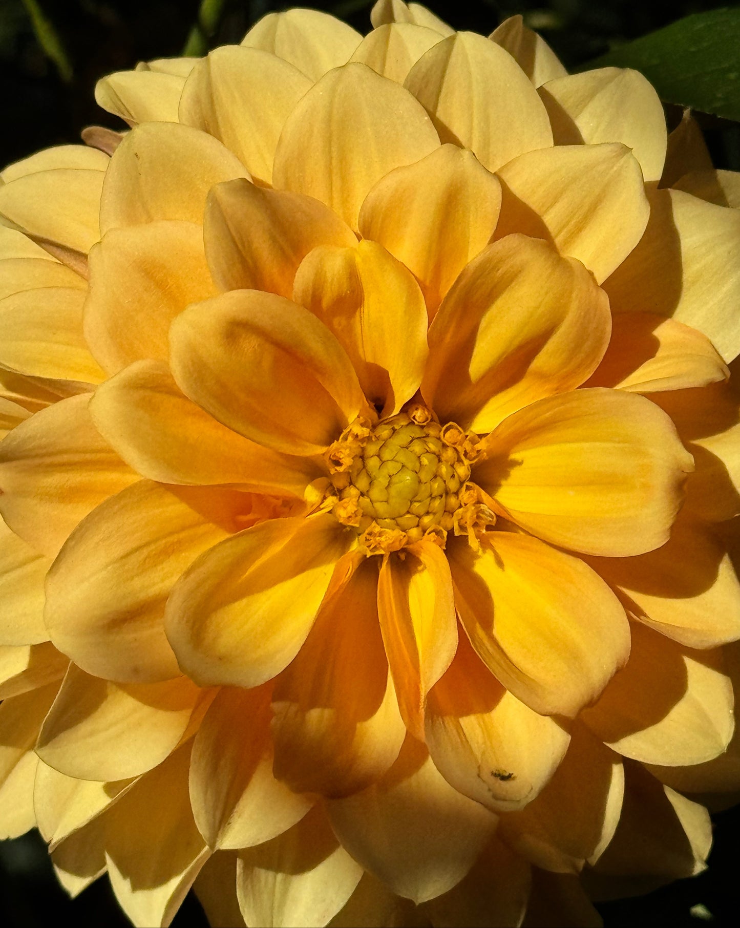 Ij Nala Dahlia