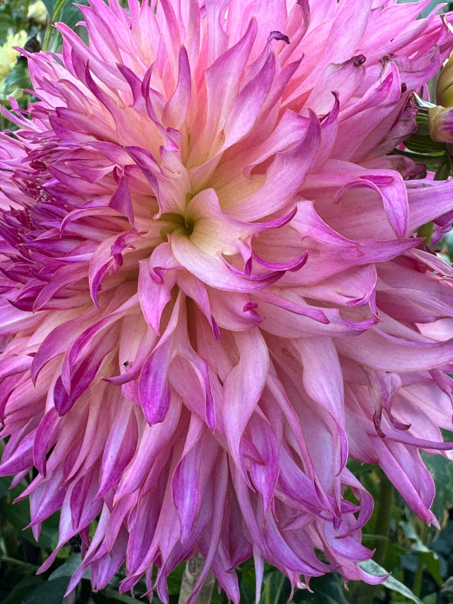 Jaimasi Dahlia