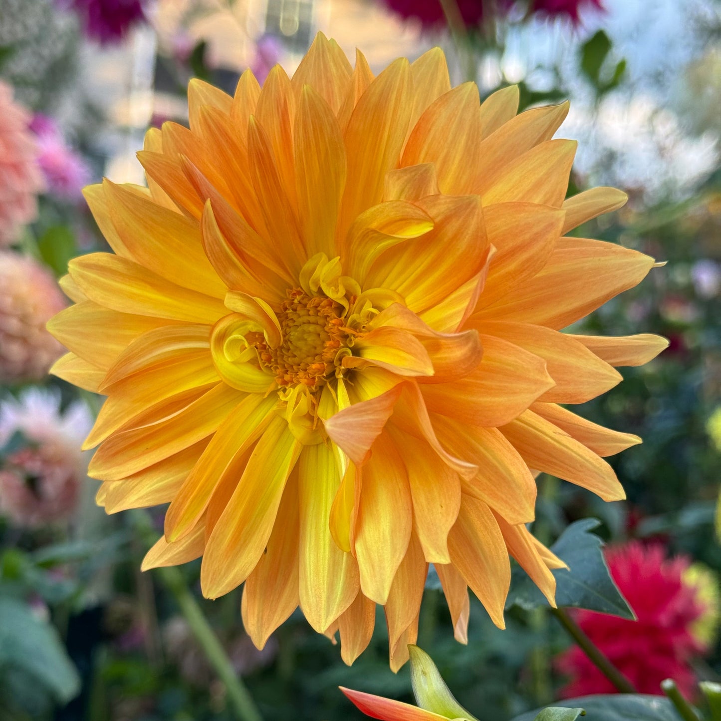 Bloomquist Egypt Dahlia