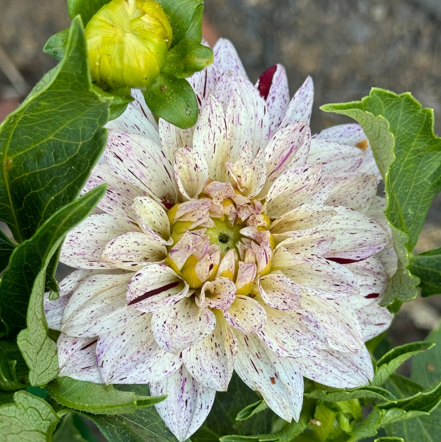 Crimson Snow Dahlia