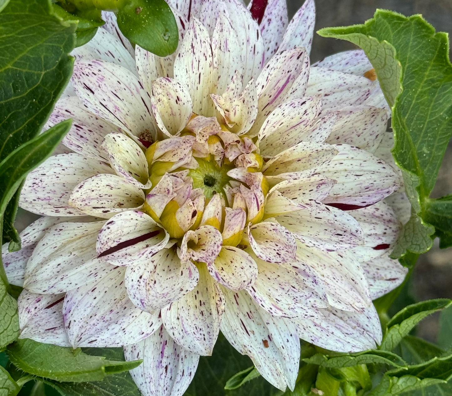 Crimson Snow Dahlia