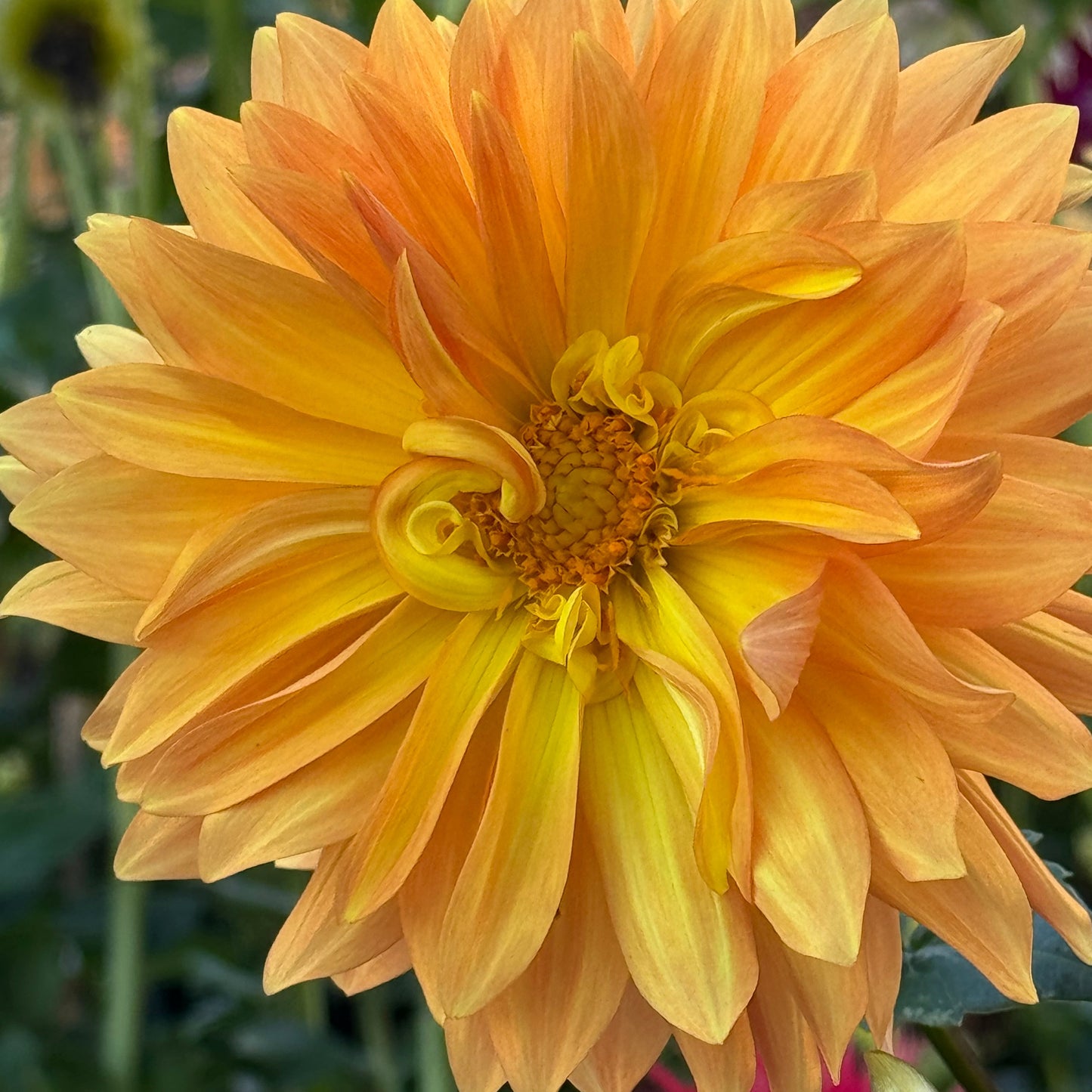 Bloomquist Egypt Dahlia