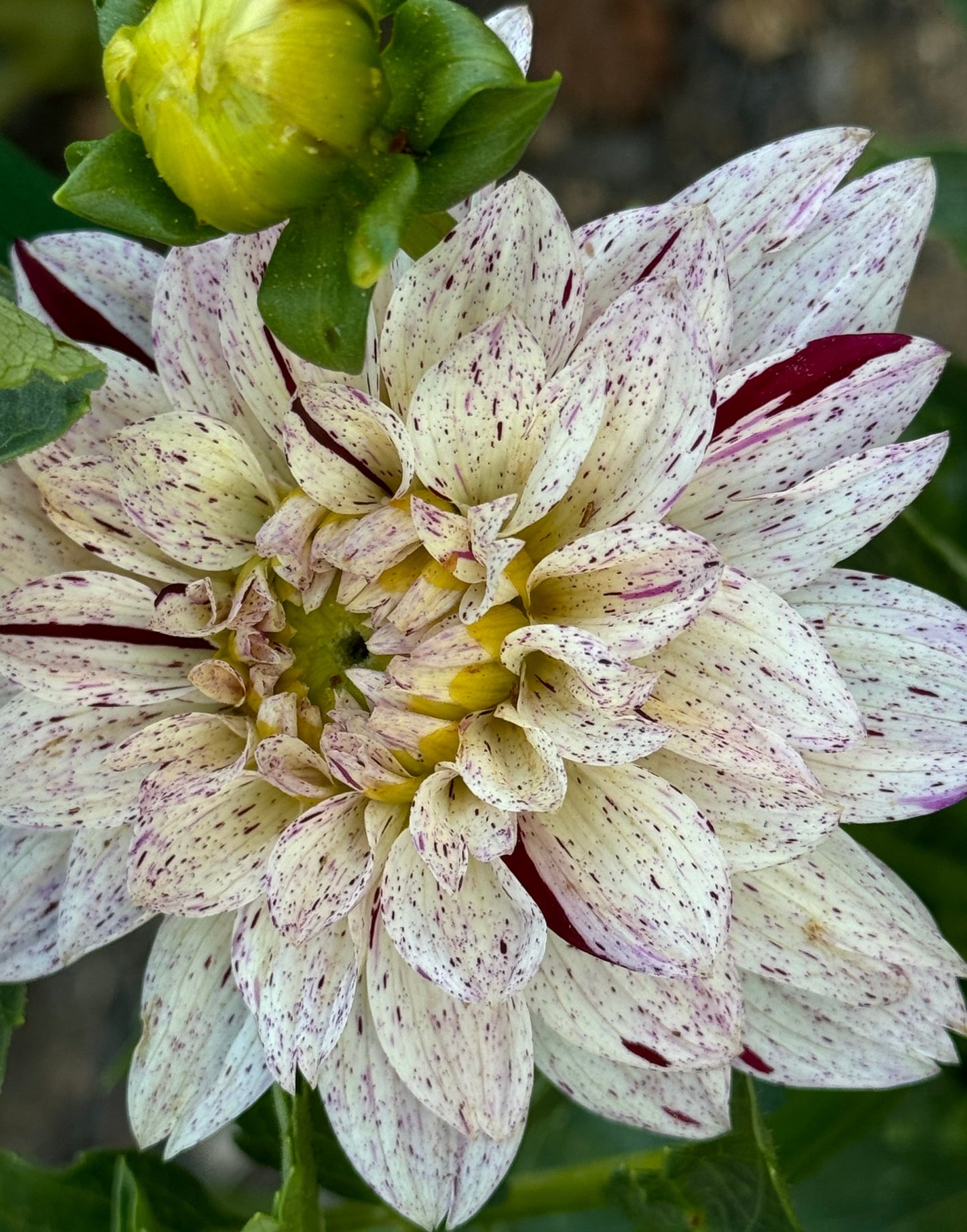 Crimson Snow Dahlia