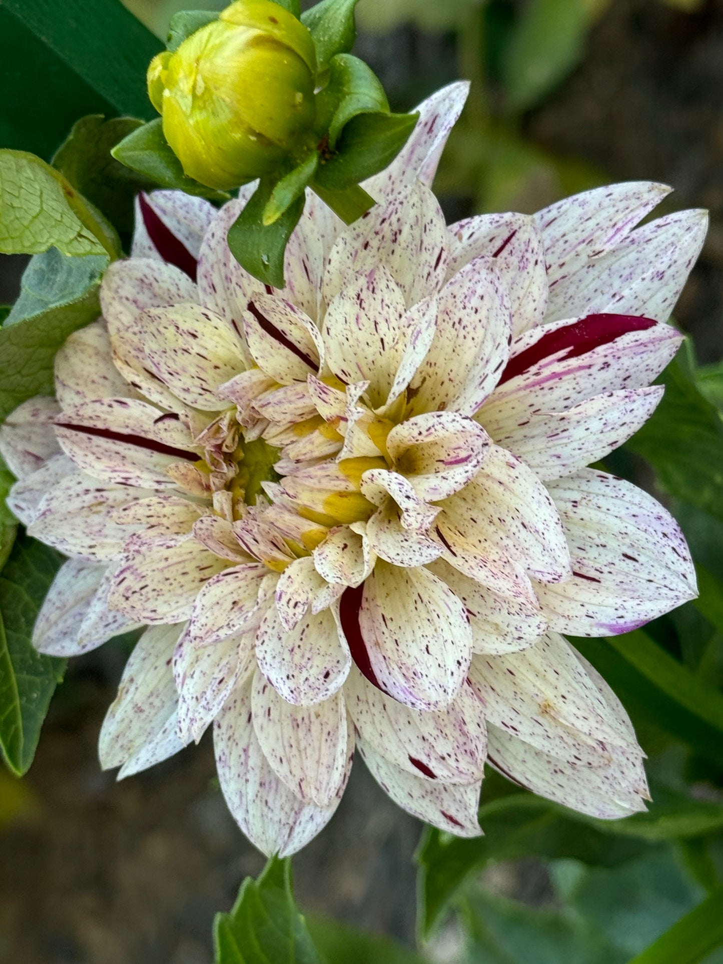 Crimson Snow Dahlia