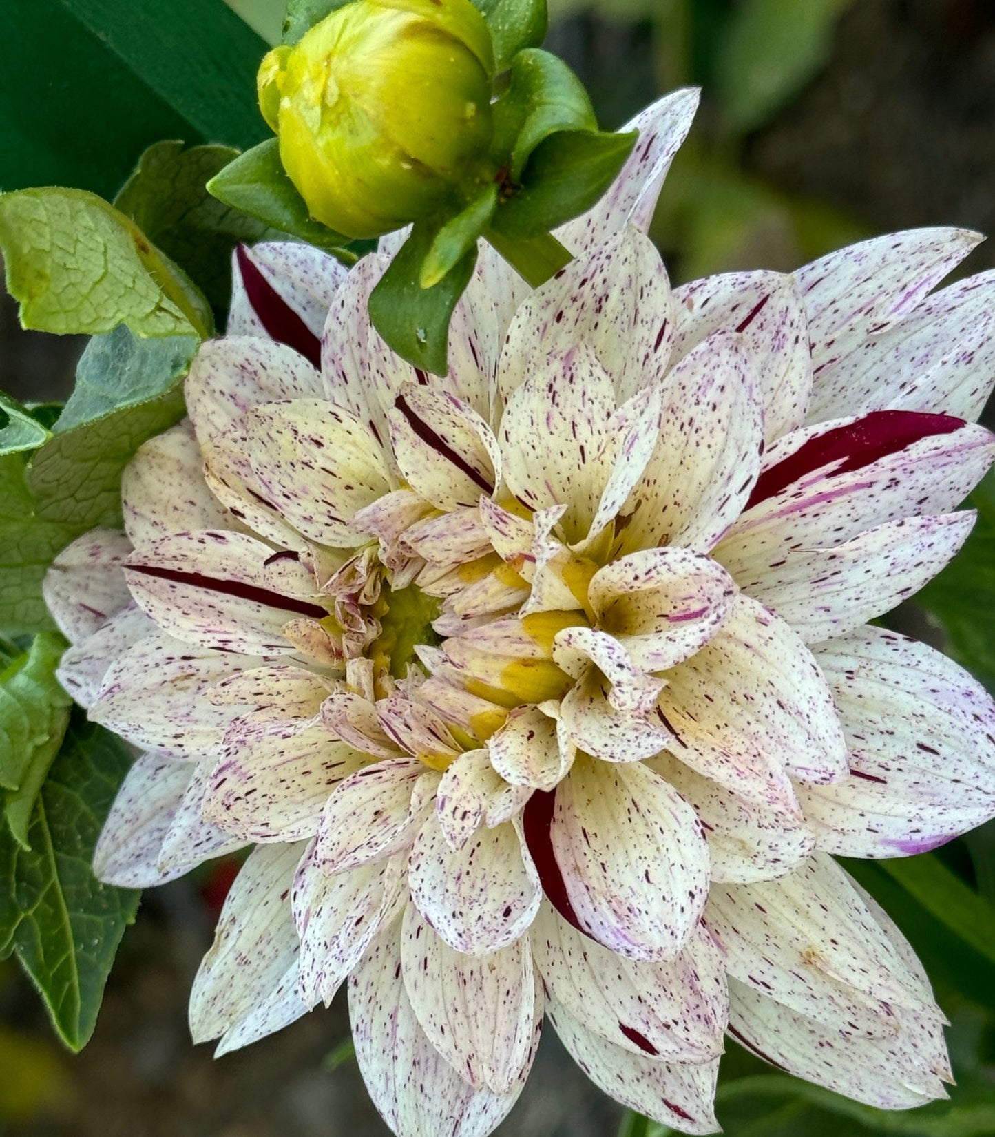 Crimson Snow Dahlia