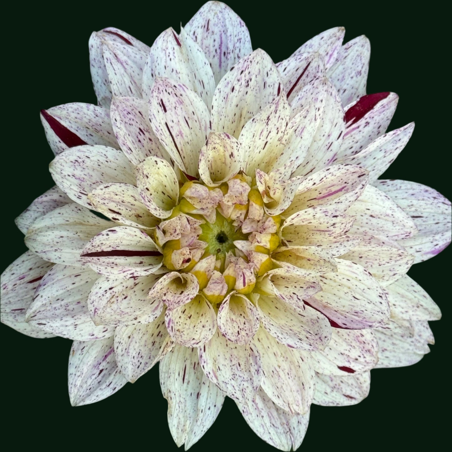 Crimson Snow Dahlia