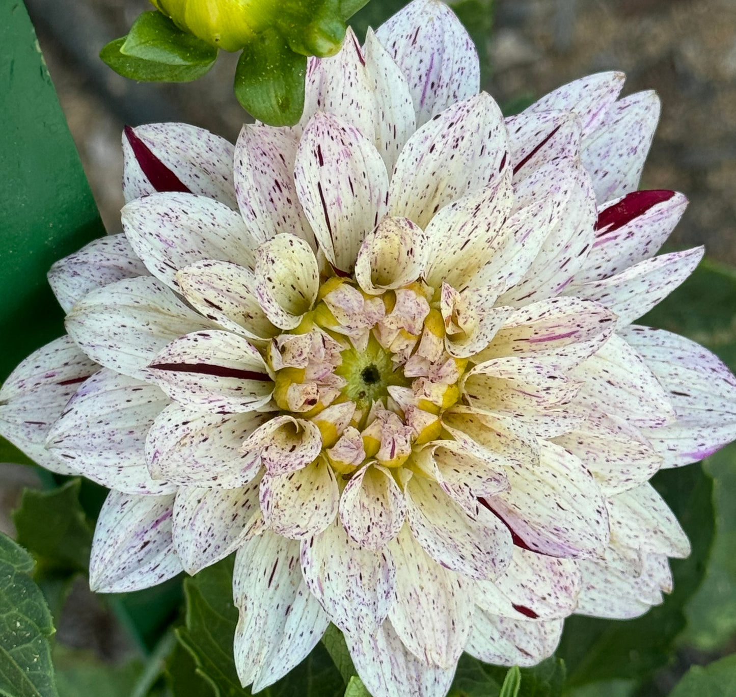 Crimson Snow Dahlia